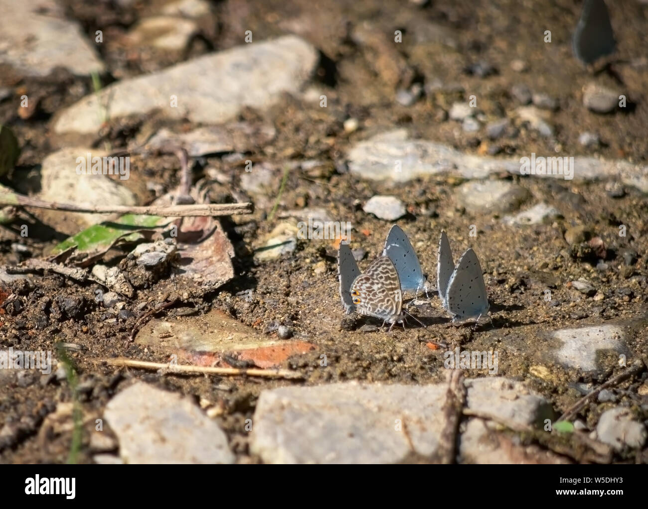 Celastrina argiolus aka Holly Blue papillons avec un Leptotes pirithous, Lang's short-tailed blue ou conjoint zebra blue, qui a rejoint le groupe. Banque D'Images