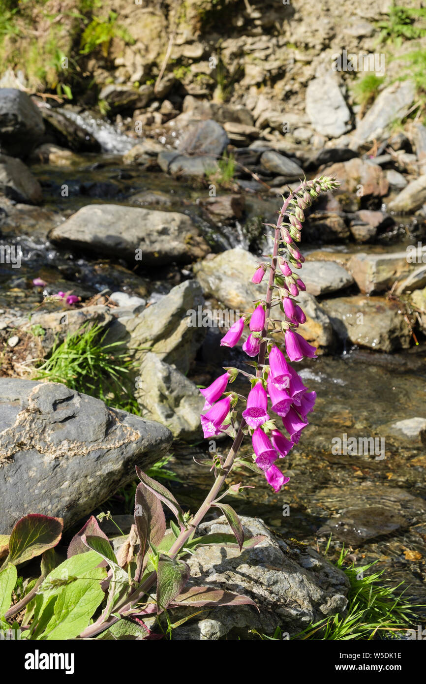 Fleurs violettes d'une nature sauvage la digitale pourpre (Digitalis purpurea) croissant à côté de Whit Beck ruisseau de montagne sur Lonscale est tombé. Cumbria England UK Grande-Bretagne Banque D'Images