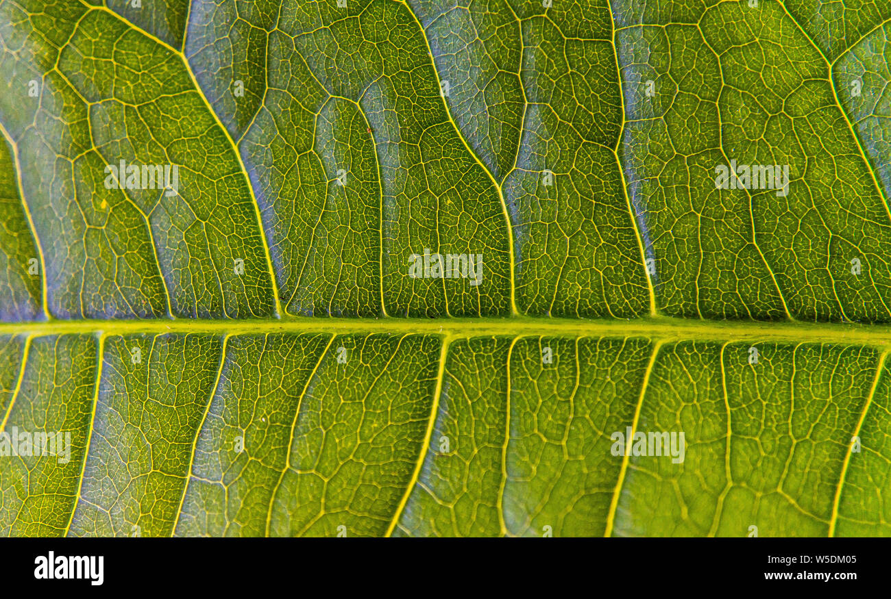 Close-up of leaf d'idées Banque D'Images