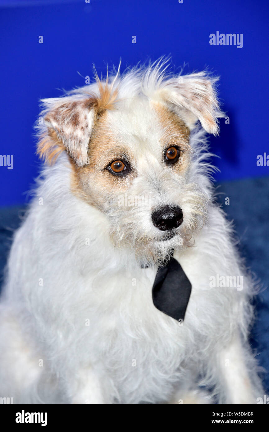 Chien à l'été 2019 Hallmark Channel TCA événement dans une résidence privée. Beverly Hills, l'utilisation dans le monde entier 26.07.2019 | Banque D'Images