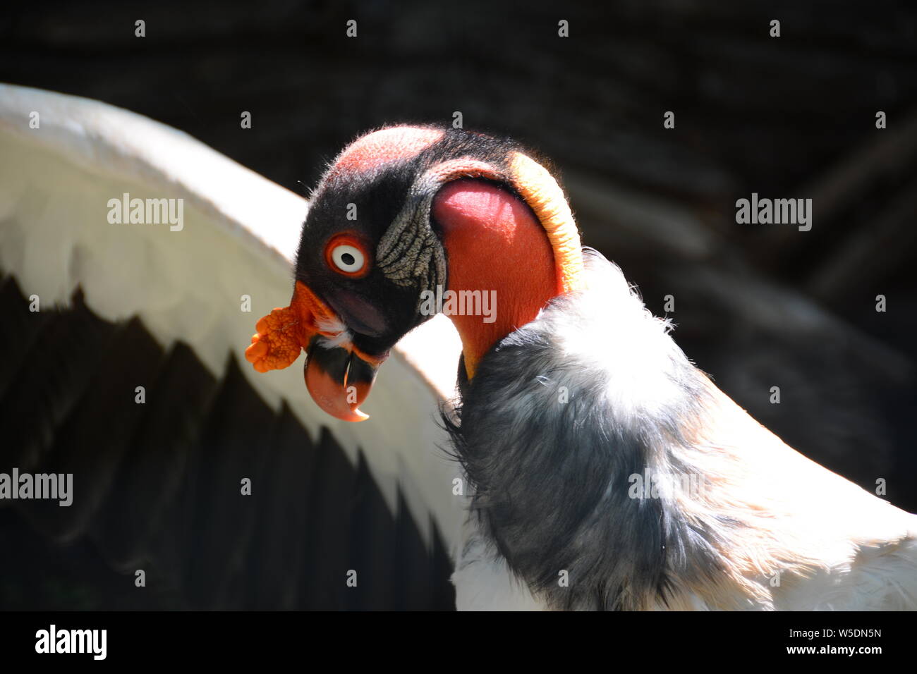 King Vulture, oiseau Laid Banque D'Images