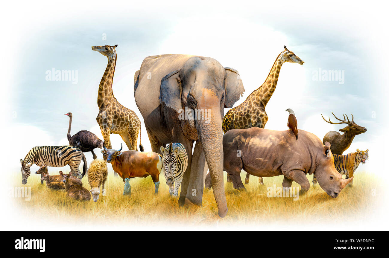 Safari africain et asiatique thème animaux dans l'illustration, rempli de nombreux animaux, une bordure blanche de droit Banque D'Images