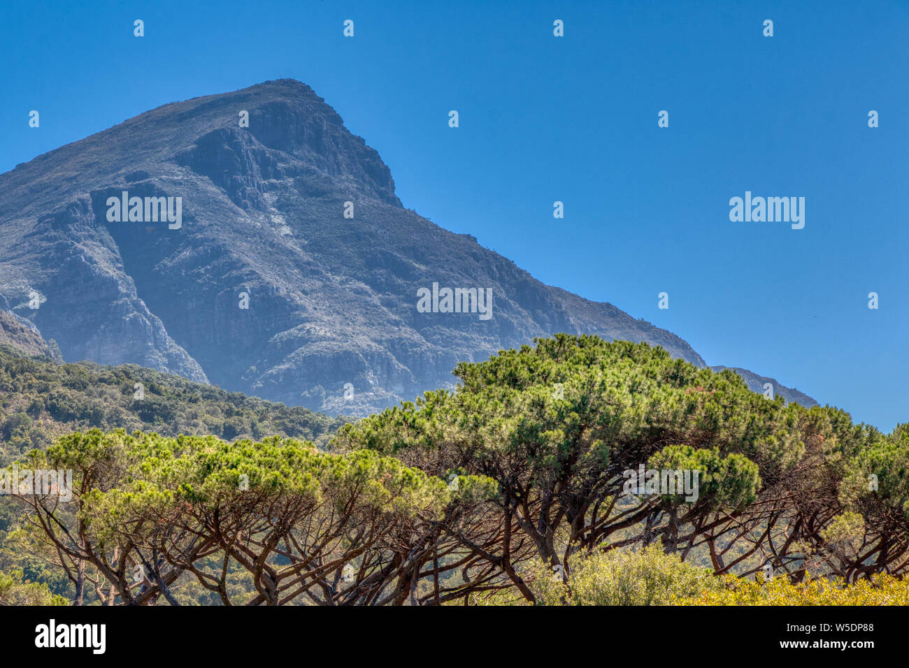 Jardins botaniques de Kirstenbosch à Cape Town, Afrique du Sud. Haut de Table Mountain au-delà de la cime des arbres. Banque D'Images