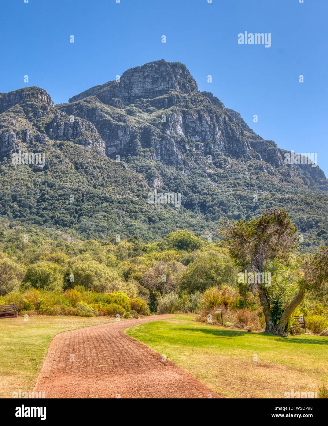 Jardins botaniques de Kirstenbosch à Cape Town, Afrique du Sud. Une brique chemin mène les visiteurs à travers les jardins. Haut de Table Mountain, dans la distance. Banque D'Images