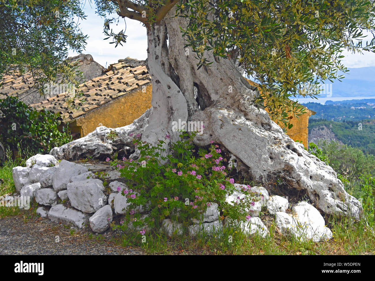 Olivier millénaire peint à Corfu village, Grèce Banque D'Images