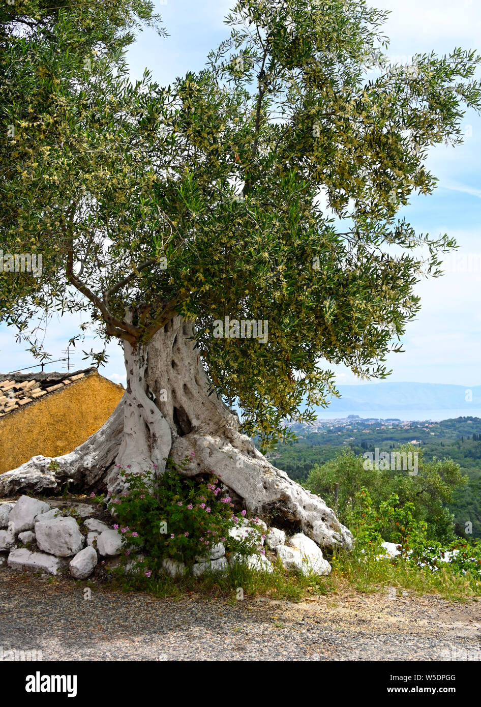 Olivier millénaire peint à Corfu village, Grèce Banque D'Images