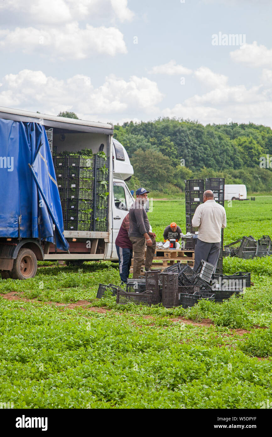 Travailleurs migrants cueillant des herbes dans une ferme des Cotswolds anglais Banque D'Images