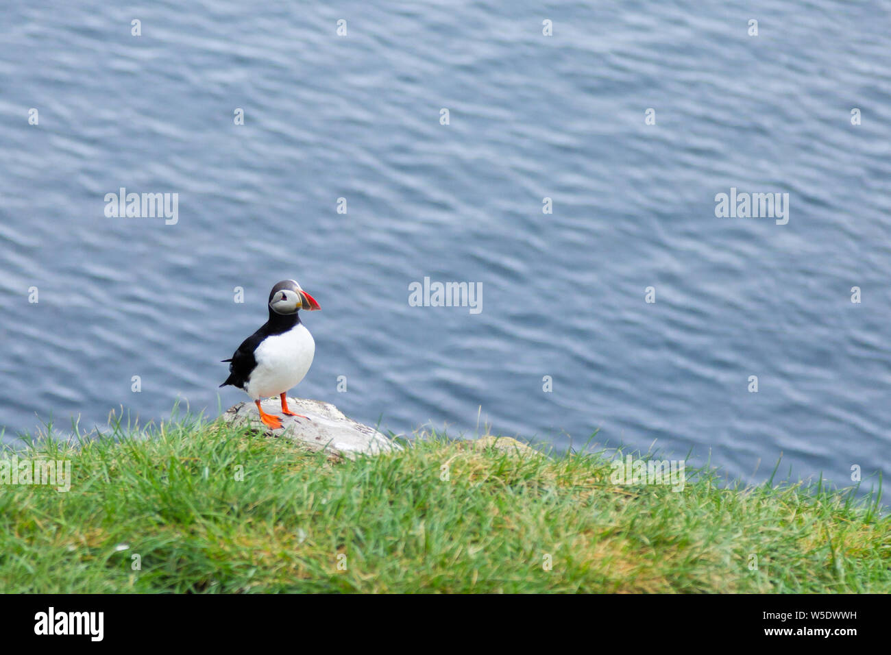 Macareux moine de Borgarfjordur fjord, est de l'Islande. La faune de l'Islande. Macareux moine commun. Fratercula arctica Banque D'Images Macareux moine de Borgarfjordur fjord, est de l'Islande. La faune de l'Islande. Macareux moine commun. Fratercula arctica Banque D'Images