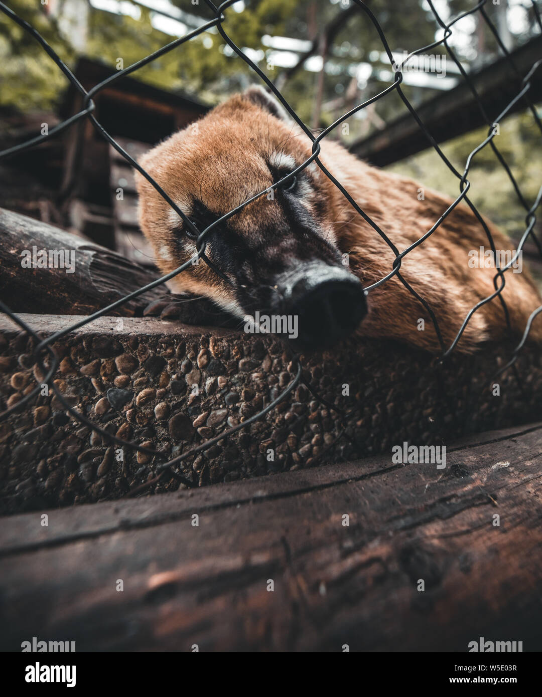 South American Coati Nasua nasua, dans un zoo en Autriche Banque D'Images