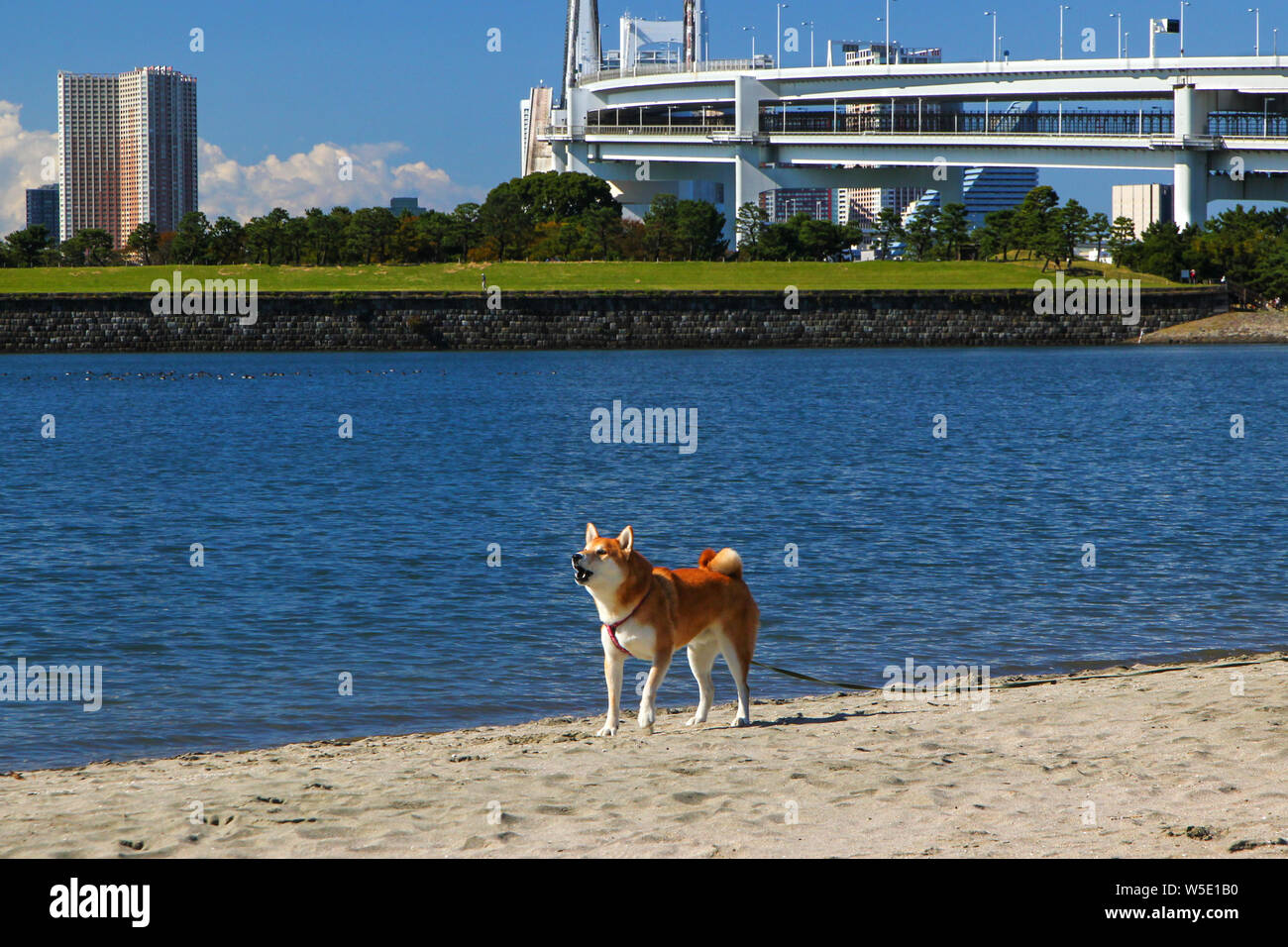 Shiba inu, une race de chien japonais. Banque D'Images