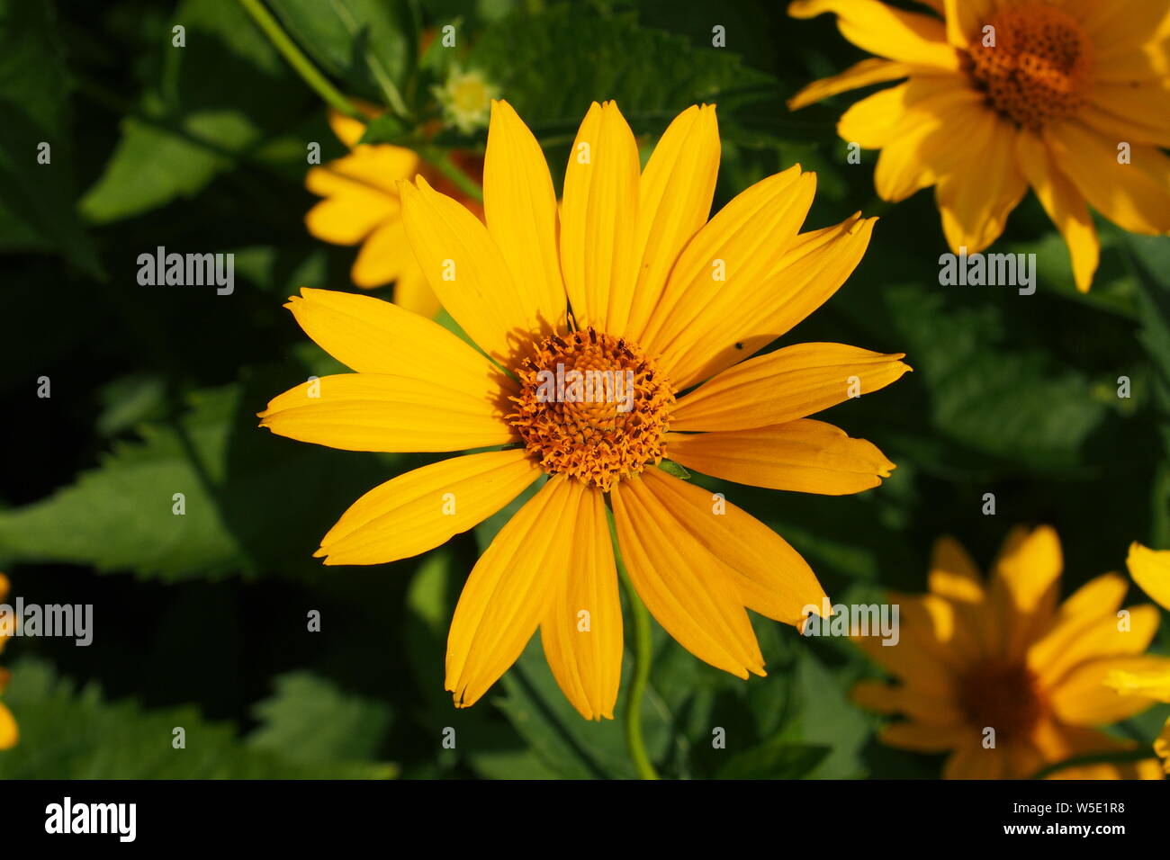 Arnica Arnica cordifolia (Heartleaf) dans un jardin de Glebe, Ottawa, Ontario, Canada. Banque D'Images