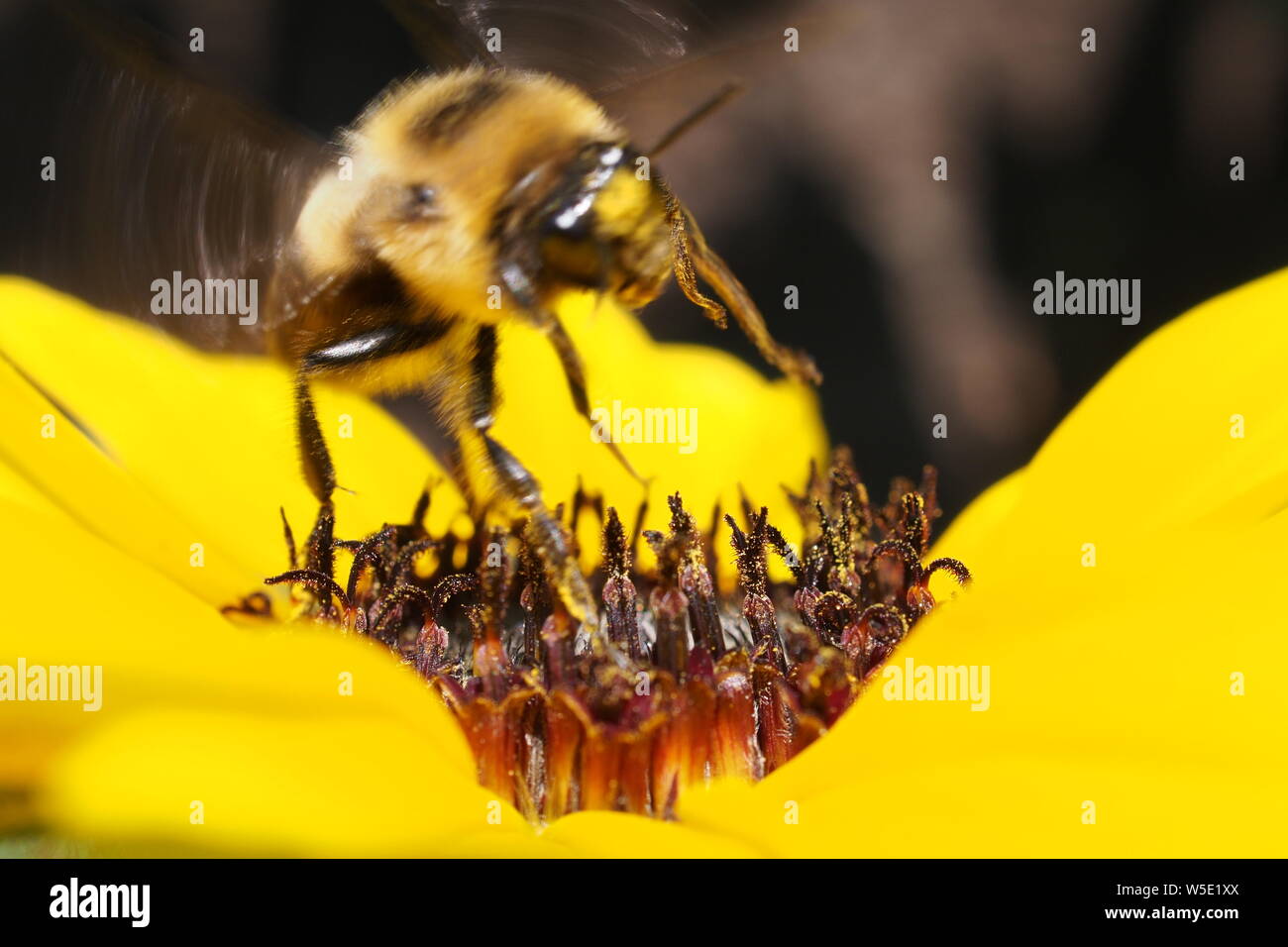 Rusty patched bourdon (Bombus affinis) prendre son envol après une collecte de pollen solide session sur un tournesol (Helianthus annuus). Banque D'Images