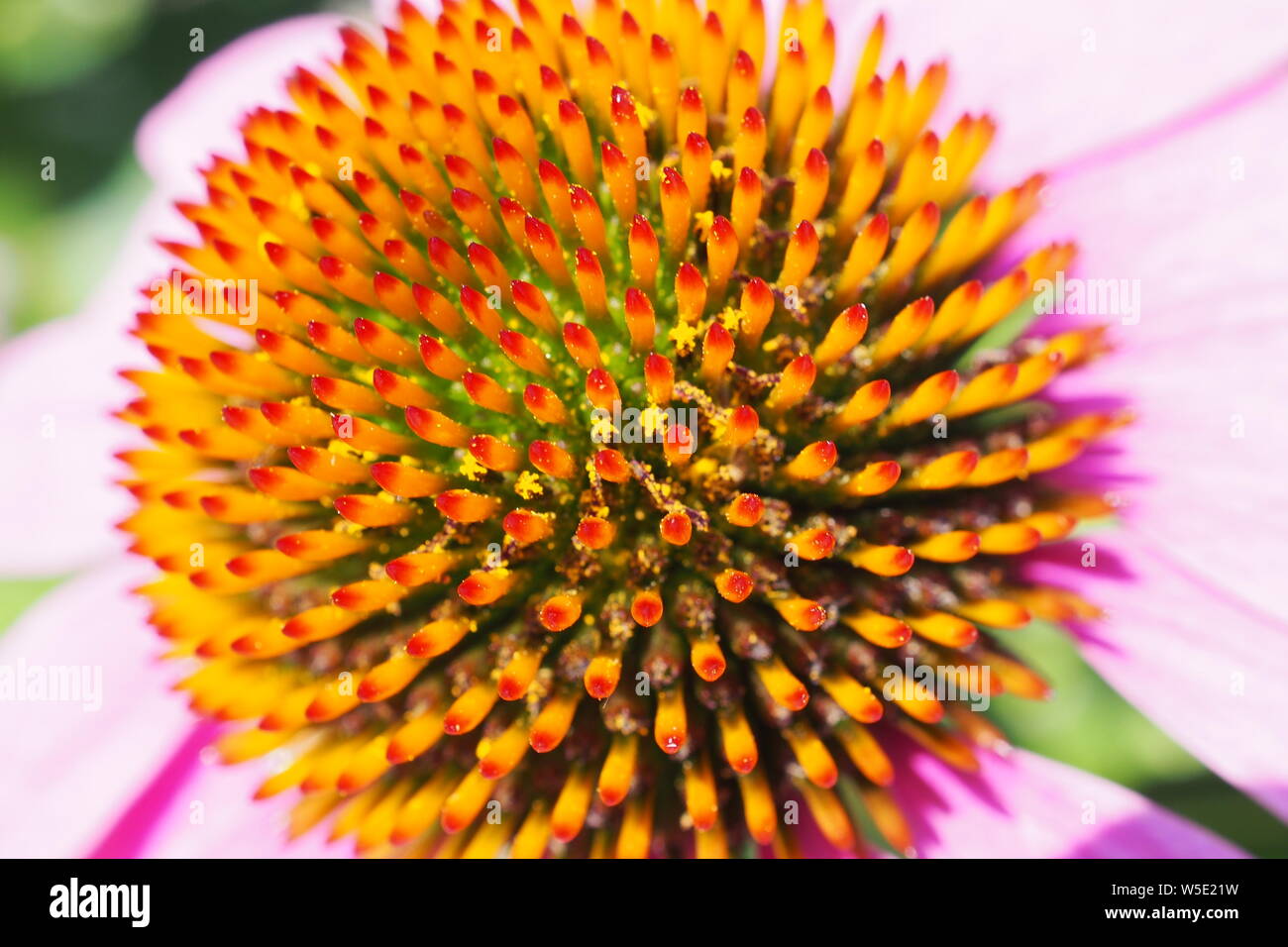 Macro close-up de la belle symétrie de l'inflorescence d'un l'échinacée (Echinacea purpurea). Banque D'Images