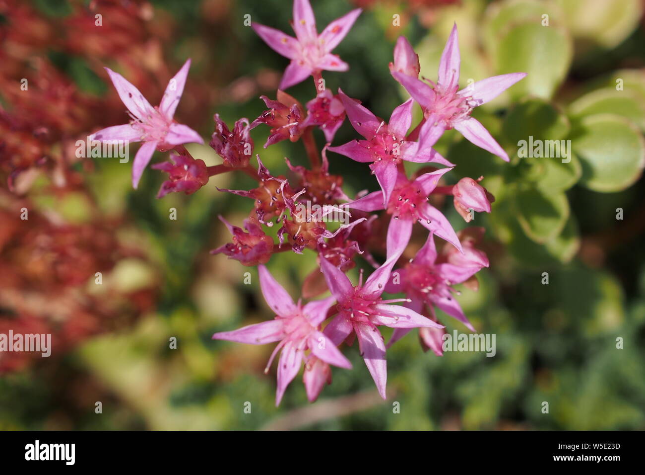 Caucasian Stonecrop Sedum spurium) (les fleurs dans un jardin de Glebe, Ottawa, Ontario, Canada. Banque D'Images