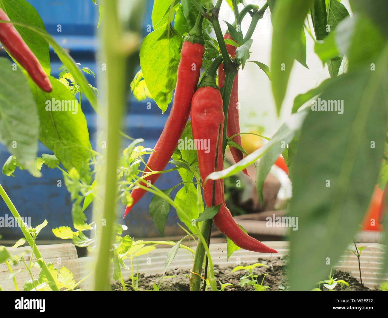 Sur les buissons hanging red peppers. Olericulture. L'agriculture. Close up. Banque D'Images