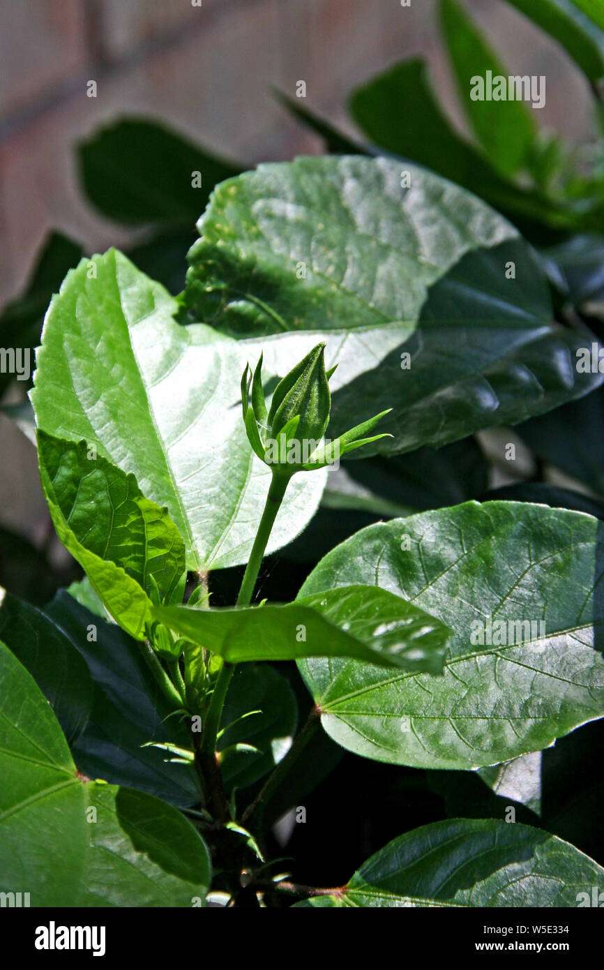 Seule fleur hibiscus tropical plant Banque D'Images