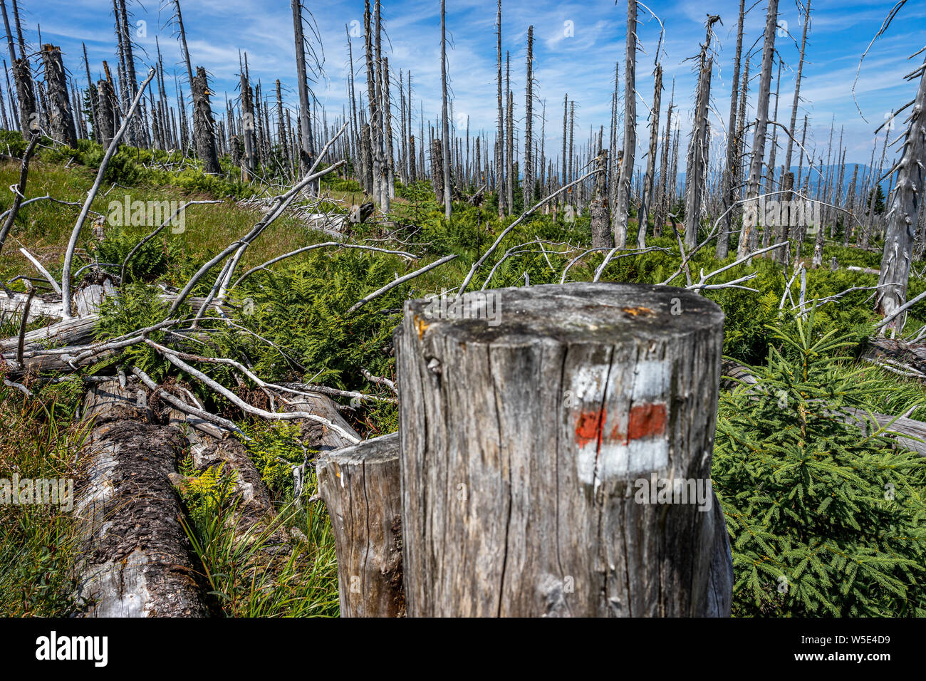 Arbres morts dans un parc national en Autriche Banque D'Images