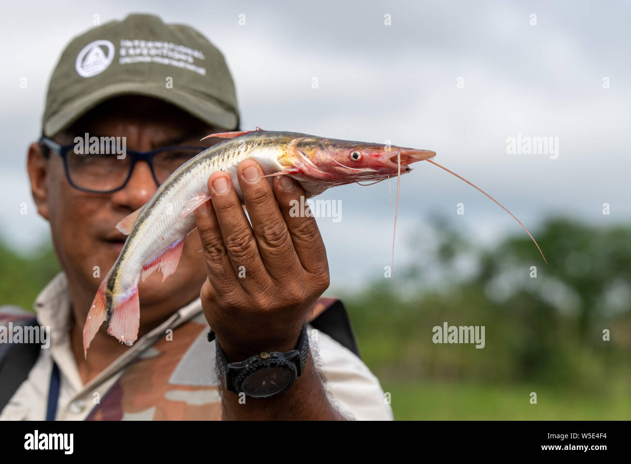 Poisson Chat Tigre Banque D Image Et Photos Alamy