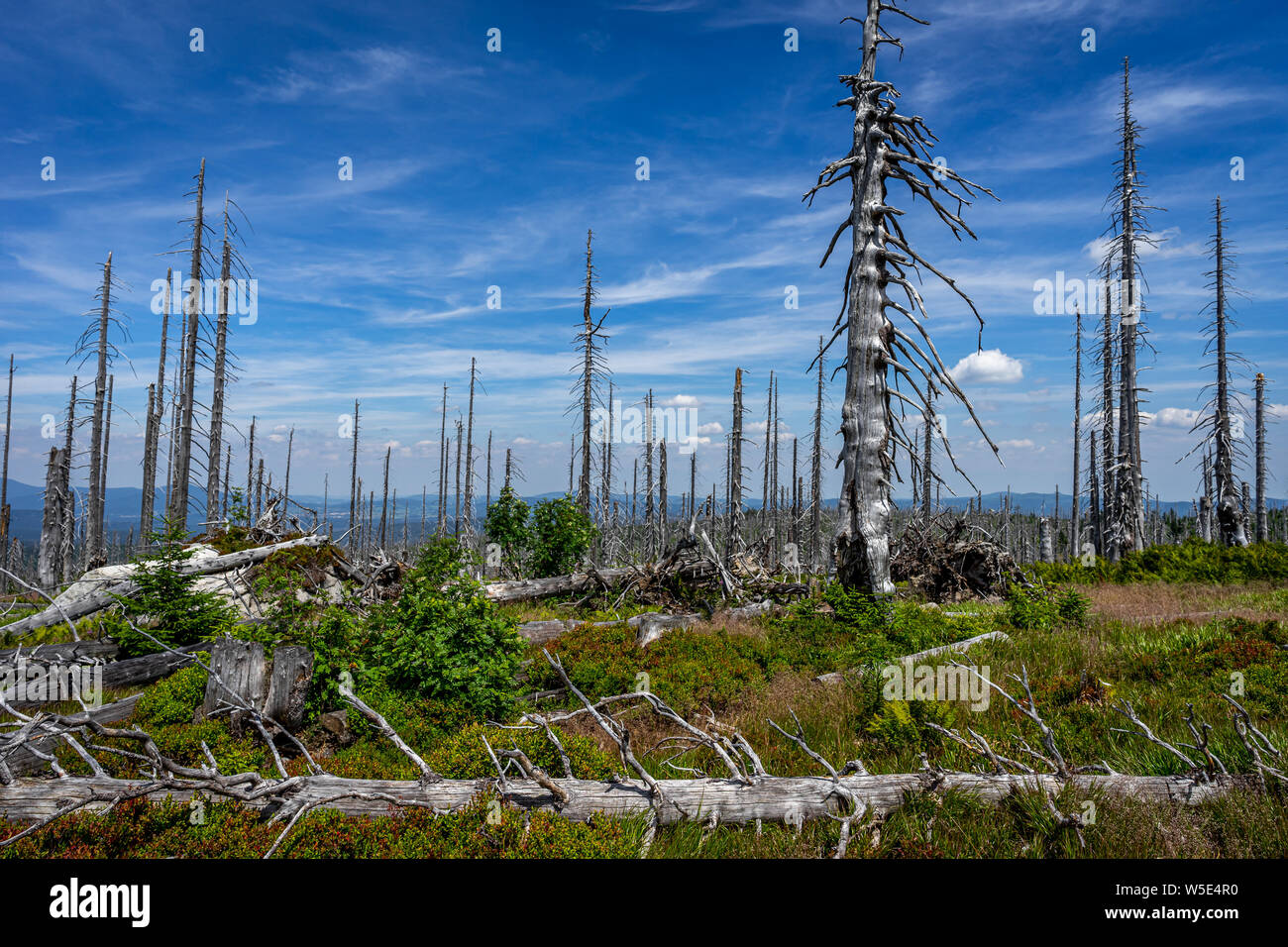 Arbres morts dans un parc national en Autriche Banque D'Images