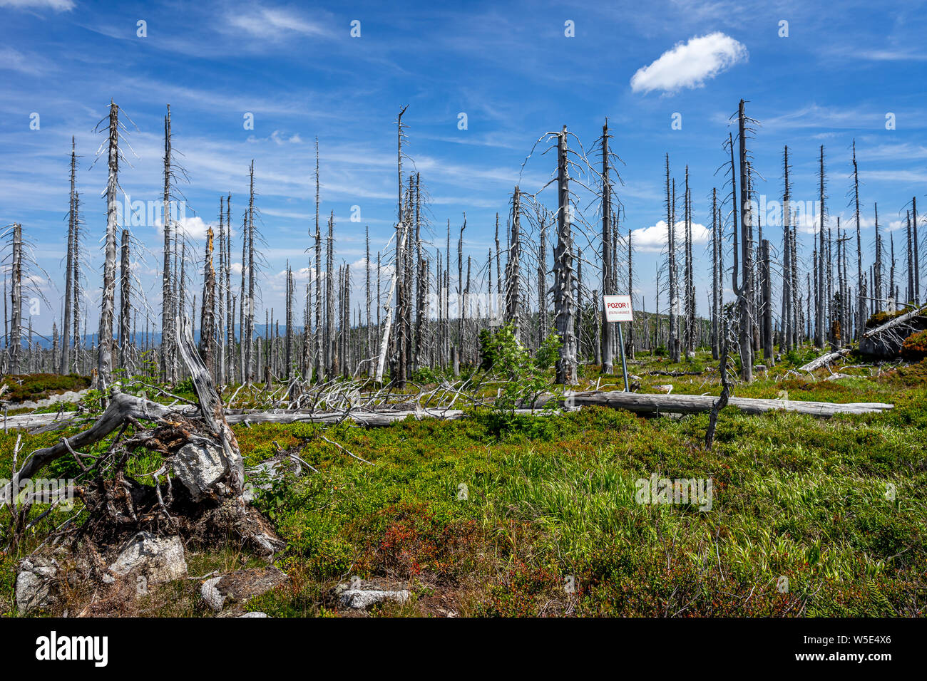 Arbres morts dans un parc national en Autriche Banque D'Images