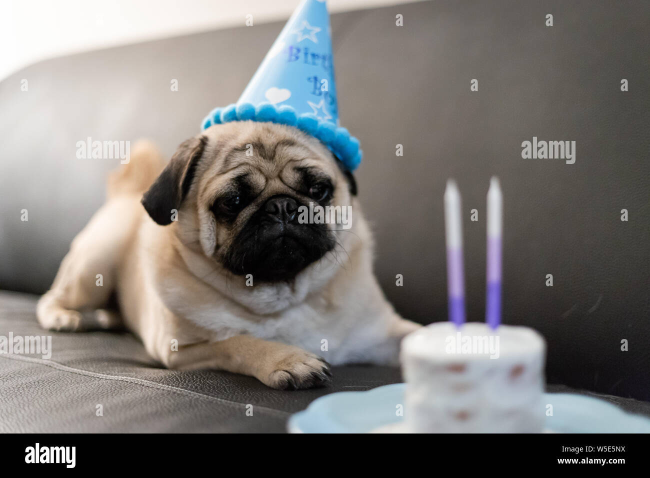Le Pug Dog Anniversaire Photo Stock Alamy