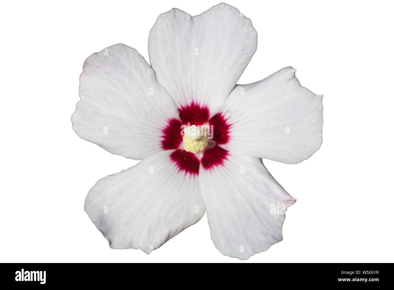 Hibiscus syriacus blanc avec centre rouge rose de Sharon 'Red Heart' Fleur isolé sur blanc. Banque D'Images