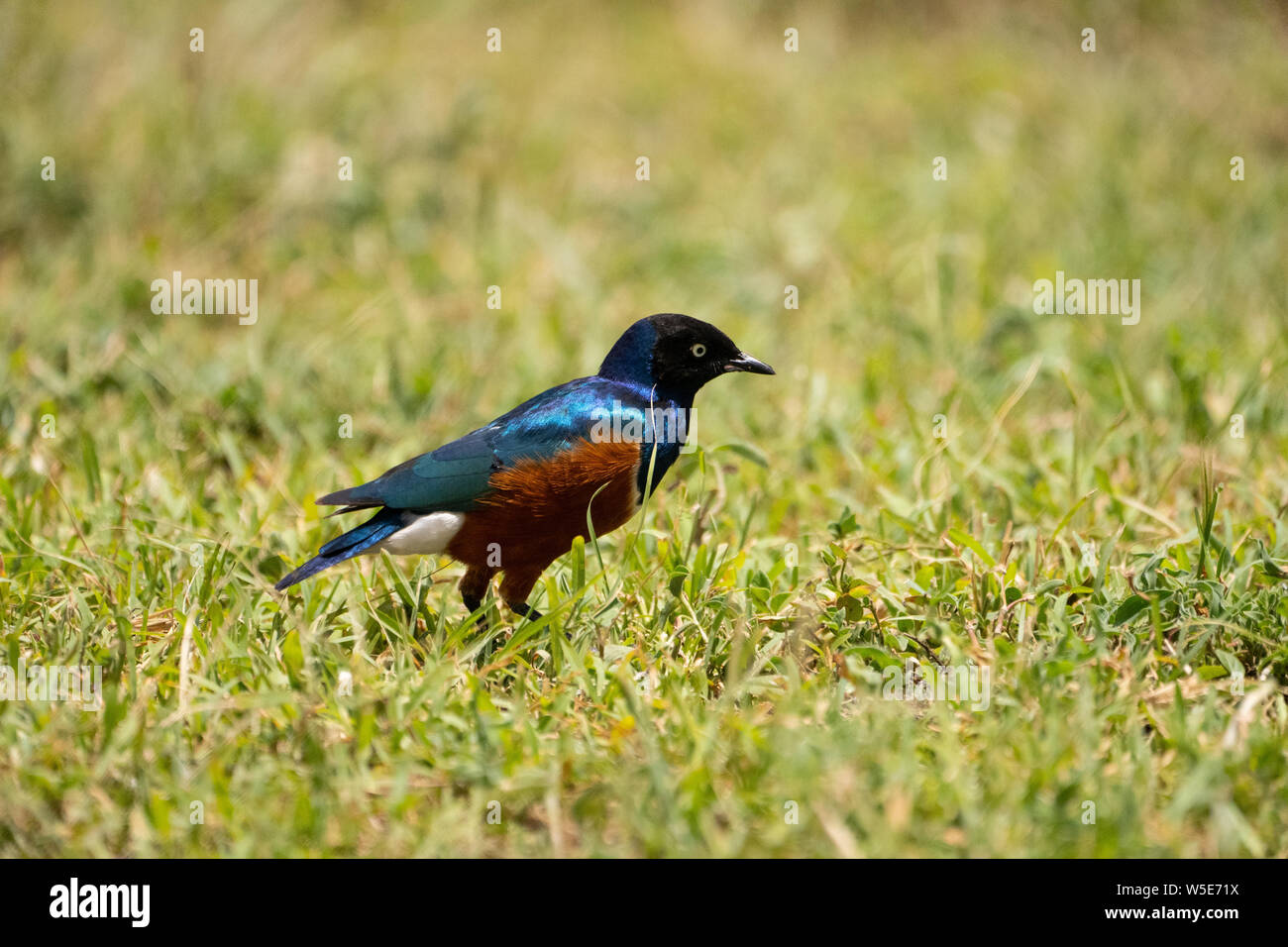 Superbe starling (Lamprotornis superbus). Superbe les étourneaux sont très communes dans toute l'Afrique de l'Est, où ils vivent en grandes bandes qui sont fréquemment Banque D'Images