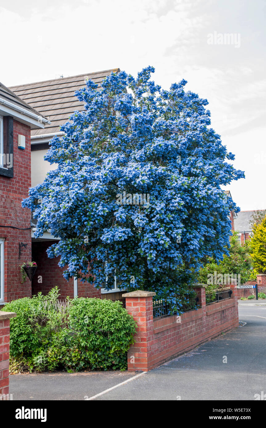 Aboreus Ceanothus Trewithen Blue en pleine floraison en face de la maison. Un arbuste qui fleurit au printemps et au début de l'été et peut atteindre 8m (25ft) Banque D'Images