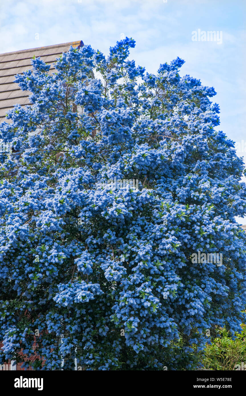 Aboreus Ceanothus Trewithen Blue en pleine floraison en face de la maison d'un arbuste qui fleurit au printemps et au début de l'été et peut atteindre 8m (25ft) Banque D'Images