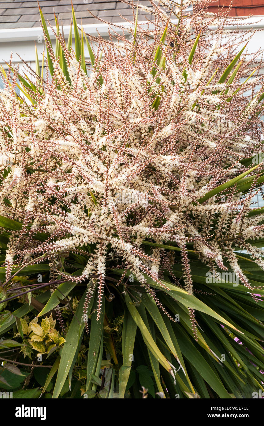 Cordyline australis Dracaena australis avec de longues panicules de fleurs portant de nombreuses petites fleurs blanc crème Banque D'Images