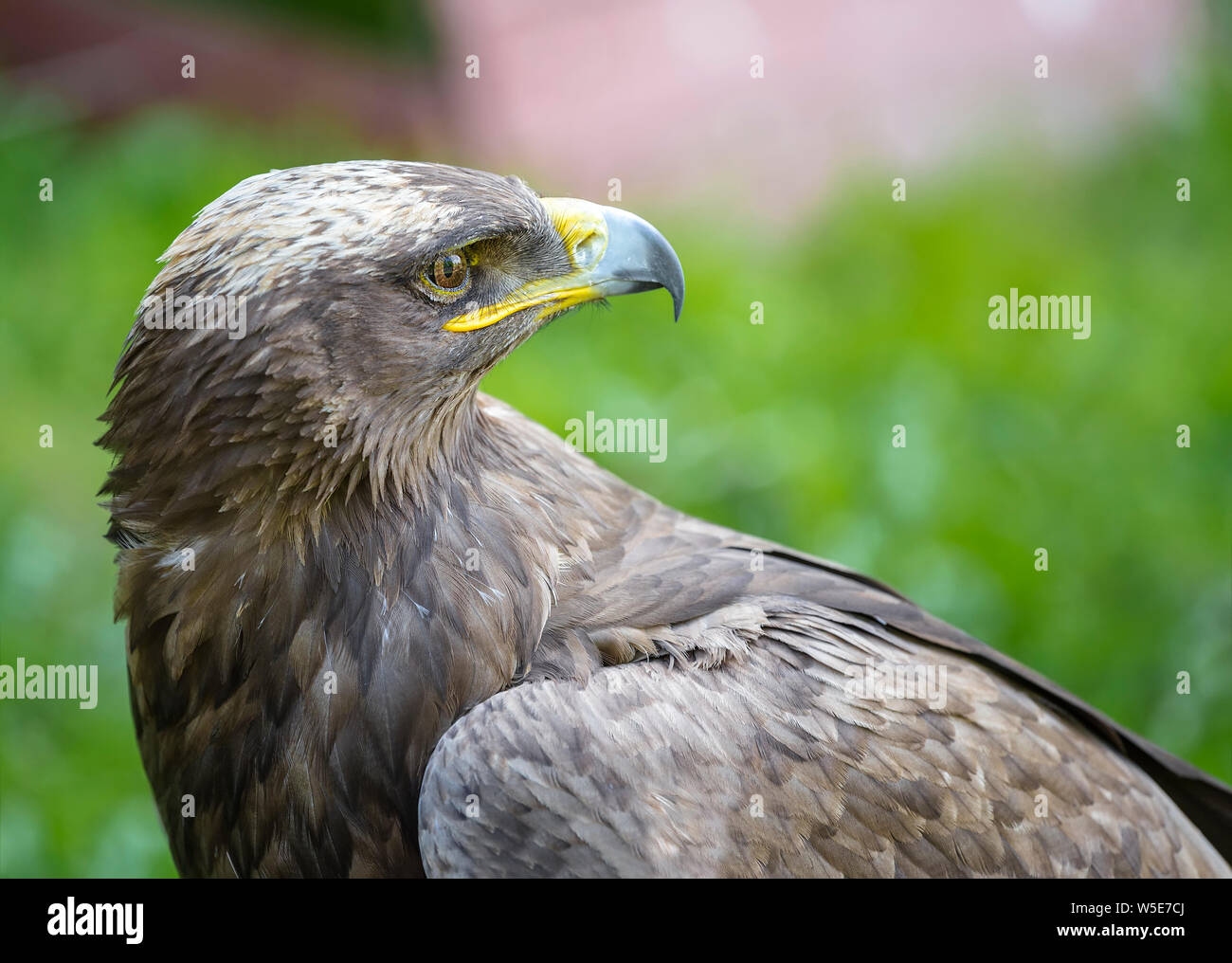 Grand aigle regardant par-dessus son épaule, tournant la tête Banque D'Images