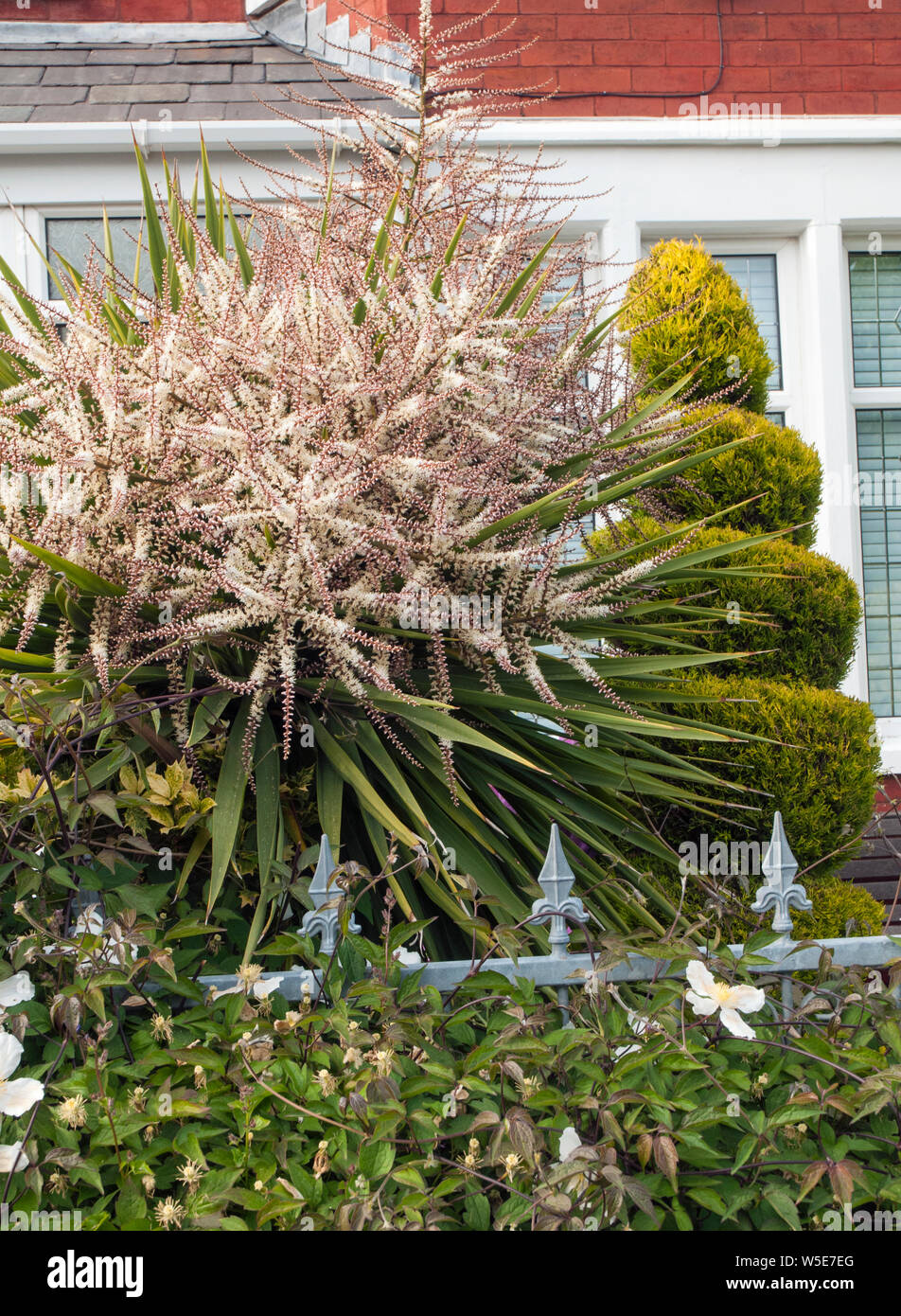 Cordyline australis Dracaena australis avec de longues panicules de fleurs portant de nombreuses petites fleurs blanc crème Banque D'Images