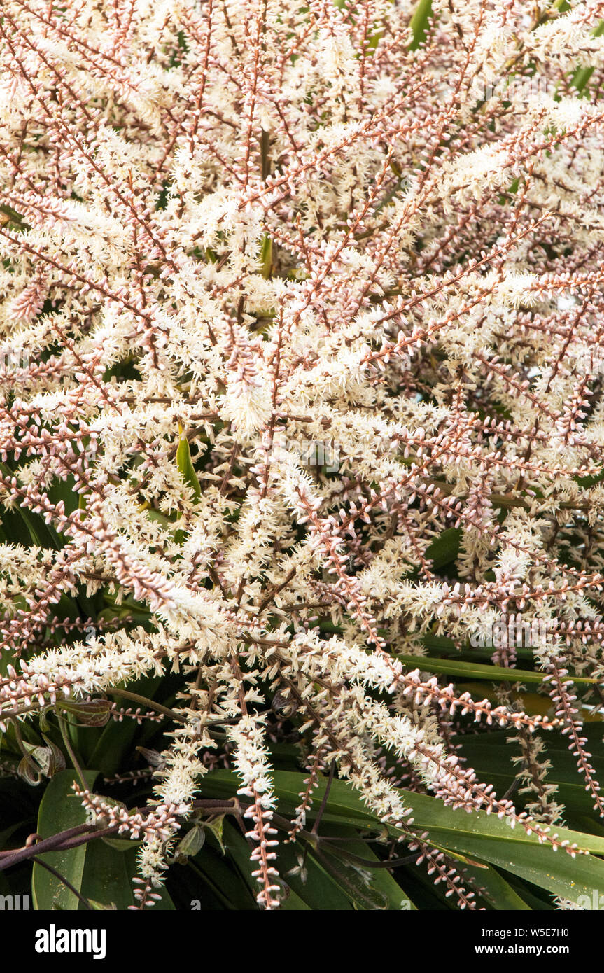 Cordyline australis Dracaena australis avec de longues panicules de fleurs en close up portant de nombreuses petites fleurs blanc crème Banque D'Images