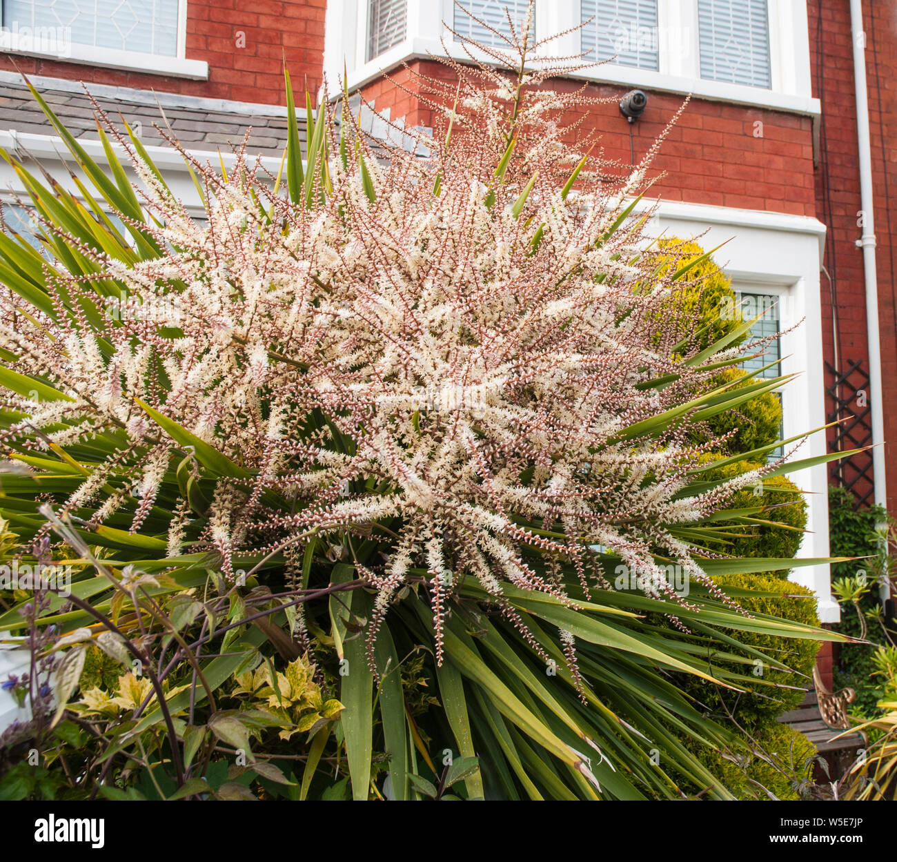 Cordyline australis Dracaena australis avec de longues panicules de fleurs portant de nombreuses petites fleurs blanc crème Banque D'Images