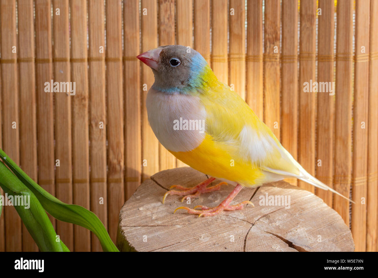 Portrait de Gouldian Finch rose jaune avec la poitrine et la tête grise, perché sur une souche. Sur fond de bambou. Banque D'Images
