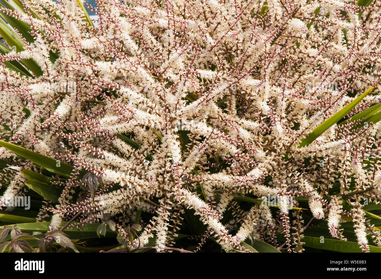 Cordyline australis Dracaena australis avec de longues panicules de fleurs en close up portant de nombreuses petites fleurs blanc crème Banque D'Images