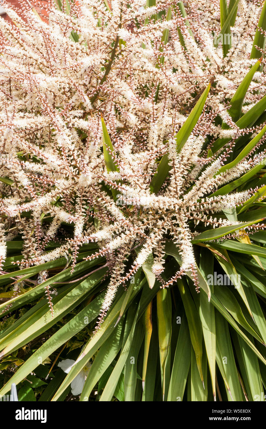 Cordyline australis Dracaena australis avec de longues panicules de fleurs en close up portant de nombreuses petites fleurs blanc crème Banque D'Images