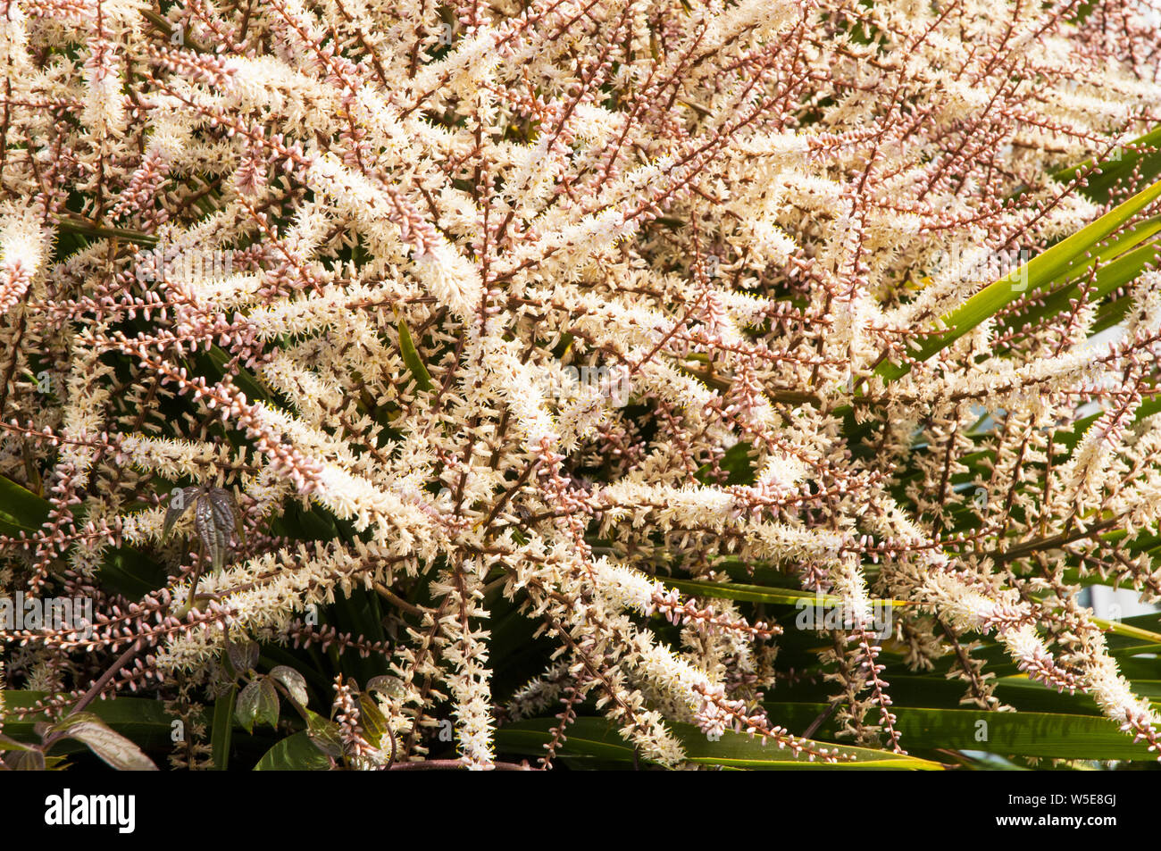 Cordyline australis Dracaena australis avec de longues panicules de fleurs en close up portant de nombreuses petites fleurs blanc crème Banque D'Images