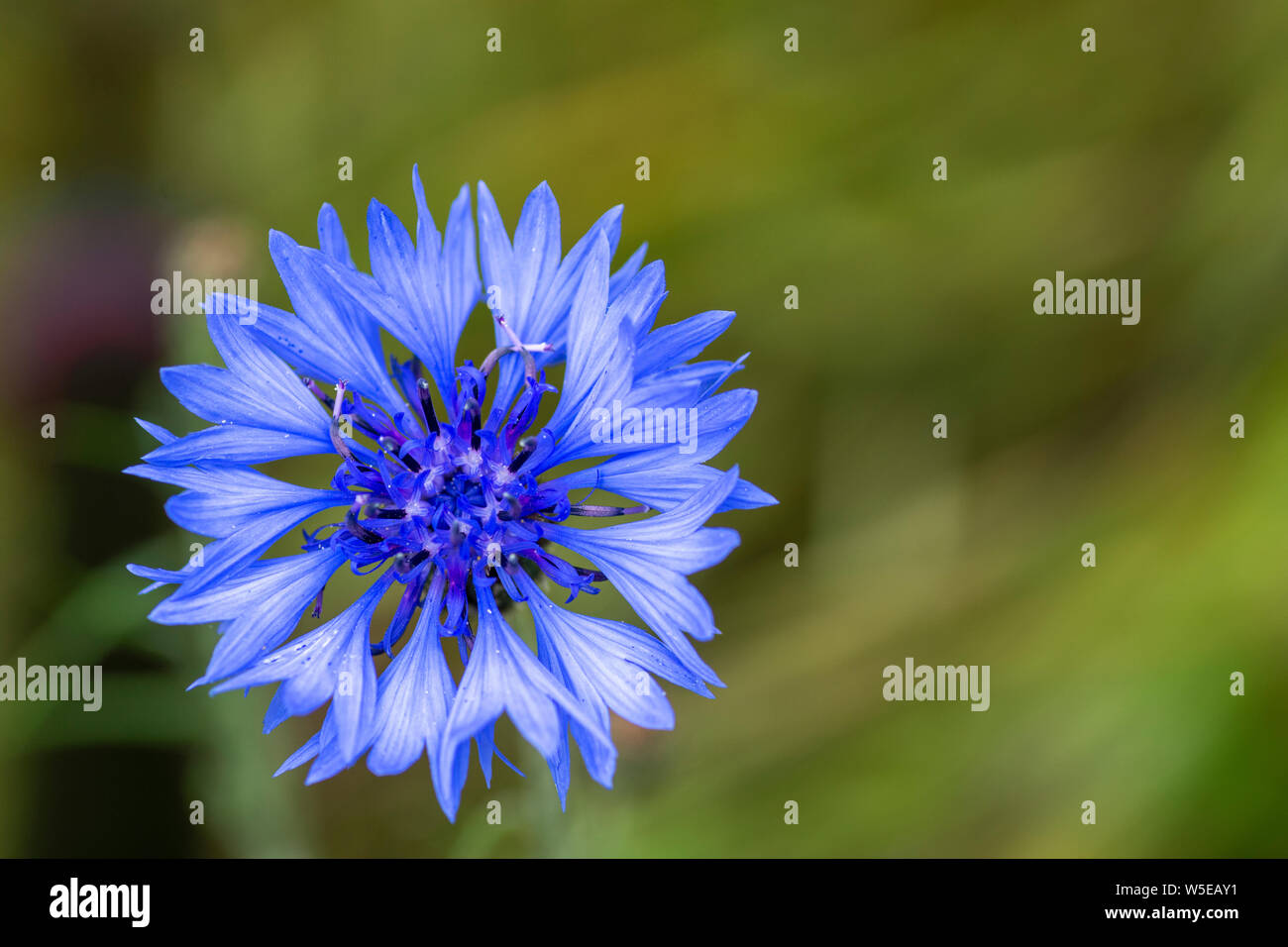Le bleuet (Centaurea cyanus) Banque D'Images