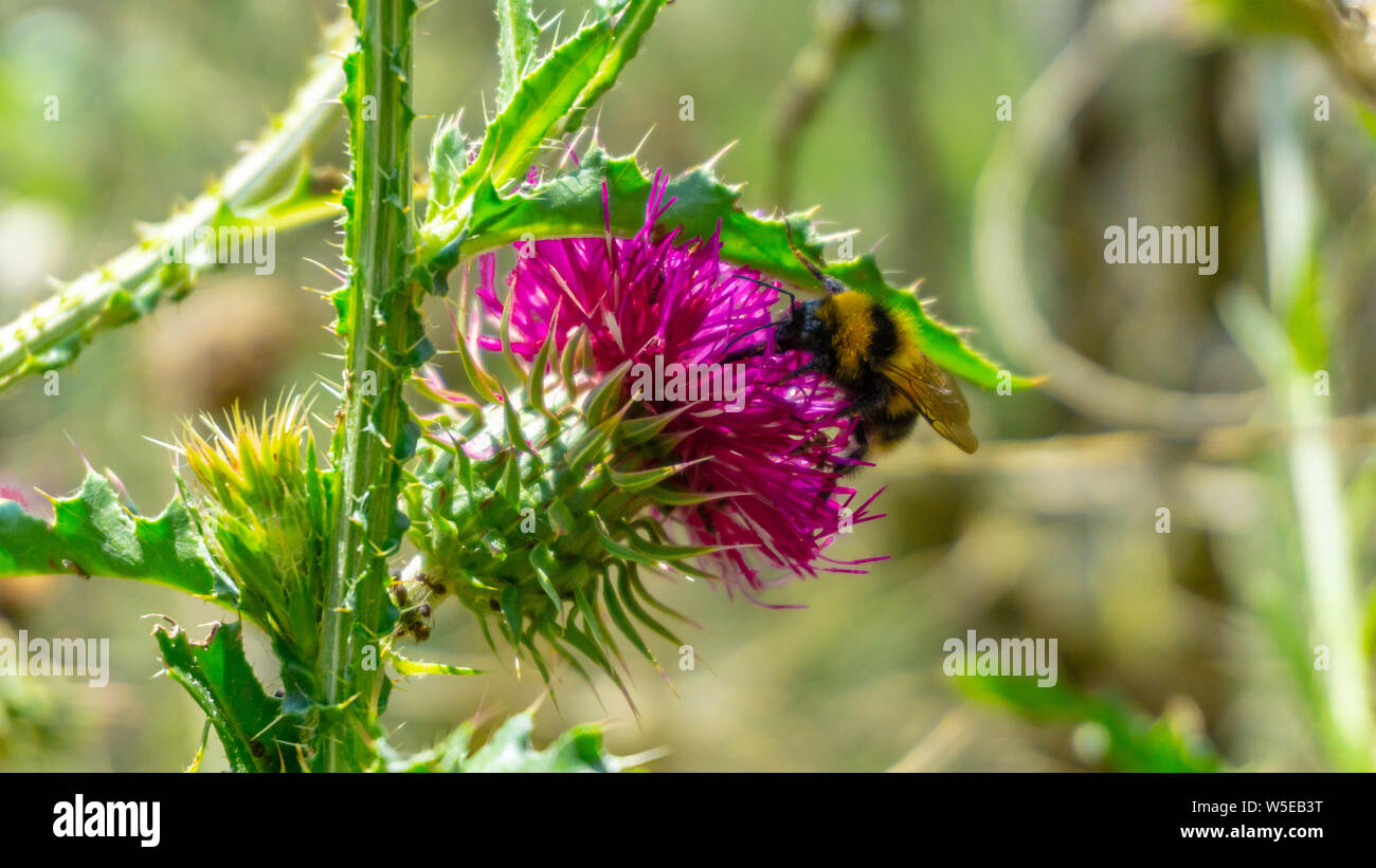Clair, les chardons dans la forêt. Vue rapprochée. Une abeille est la collecte du pollen pour faire le miel. Banque D'Images