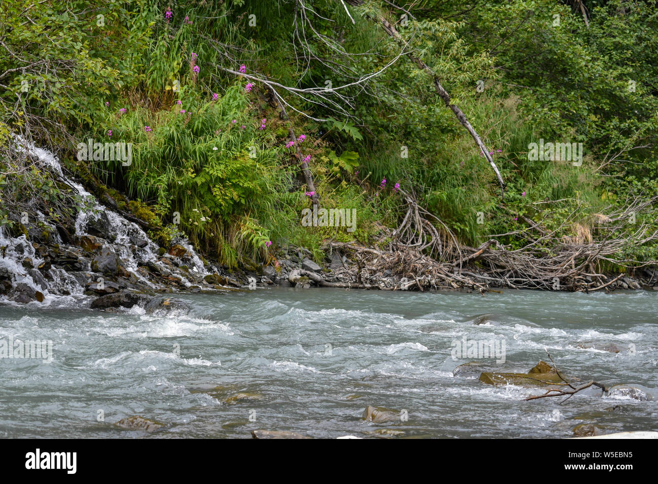 Bertha Creek Campground, Alaska Banque D'Images