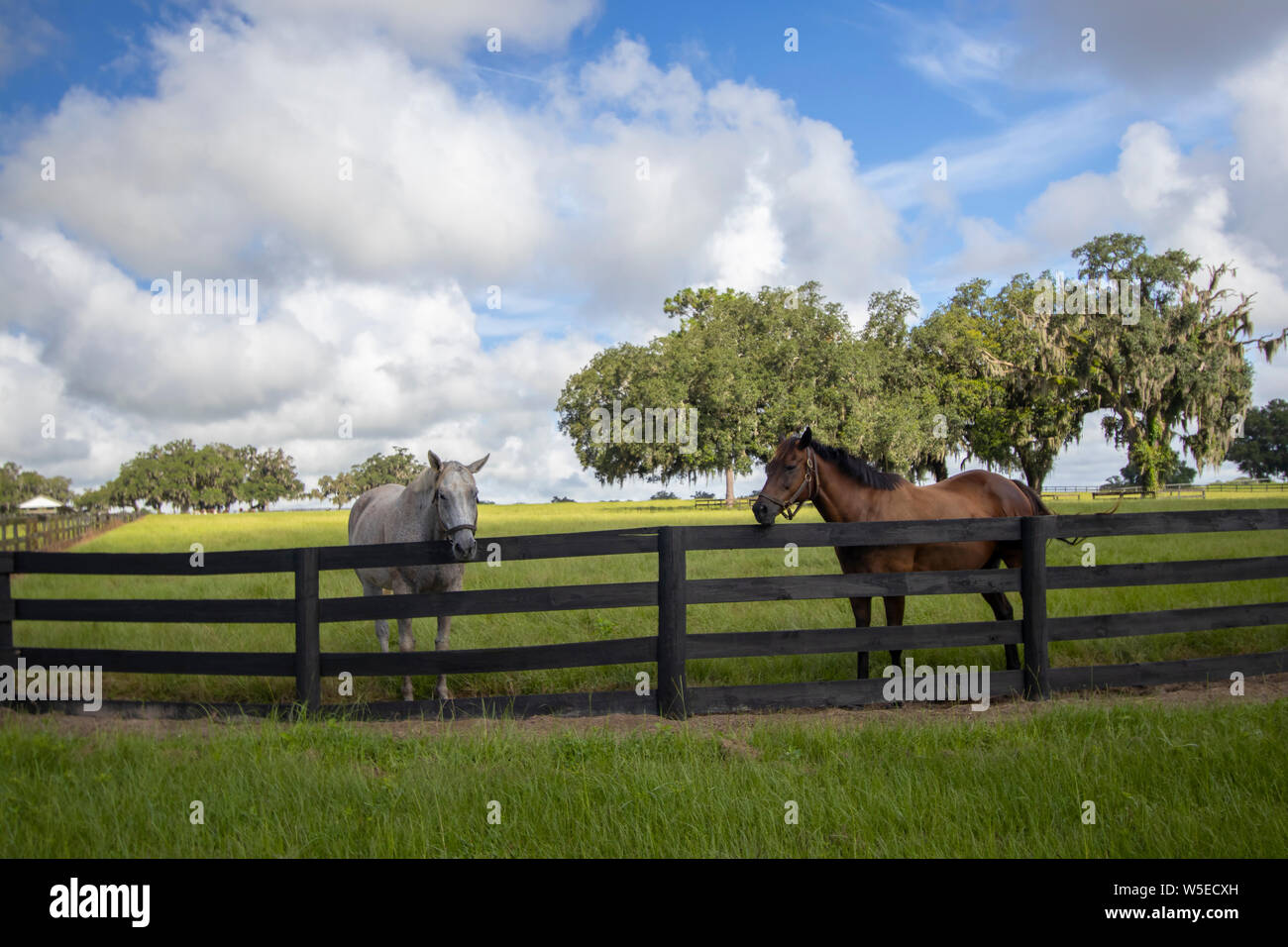 Beaux chevaux de l'élevage de chevaux sur un ranch en Floride centrale Banque D'Images