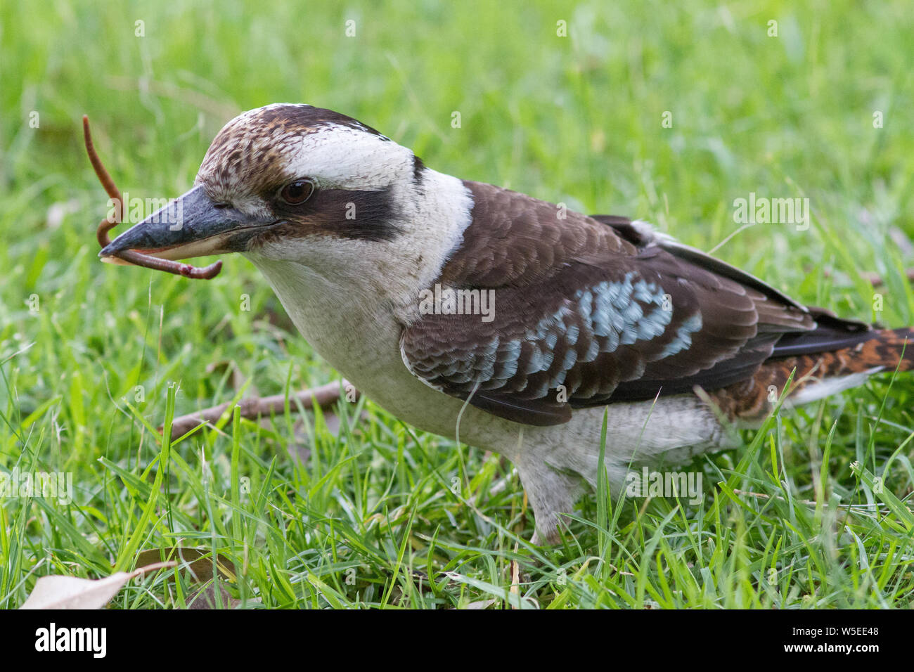 Laughing Kookaburra ver de l'alimentation Banque D'Images