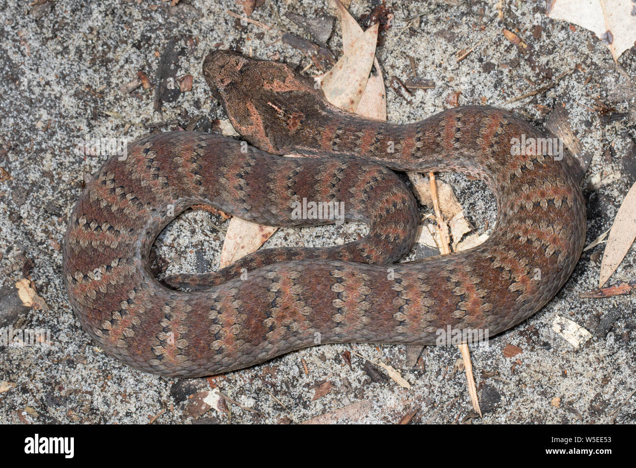 Death Adder Banque D'Images