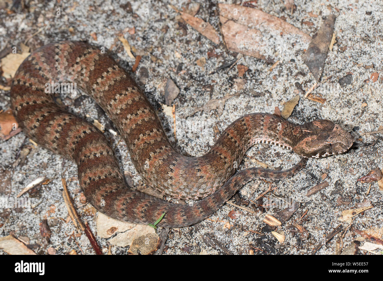 Death Adder Banque D'Images