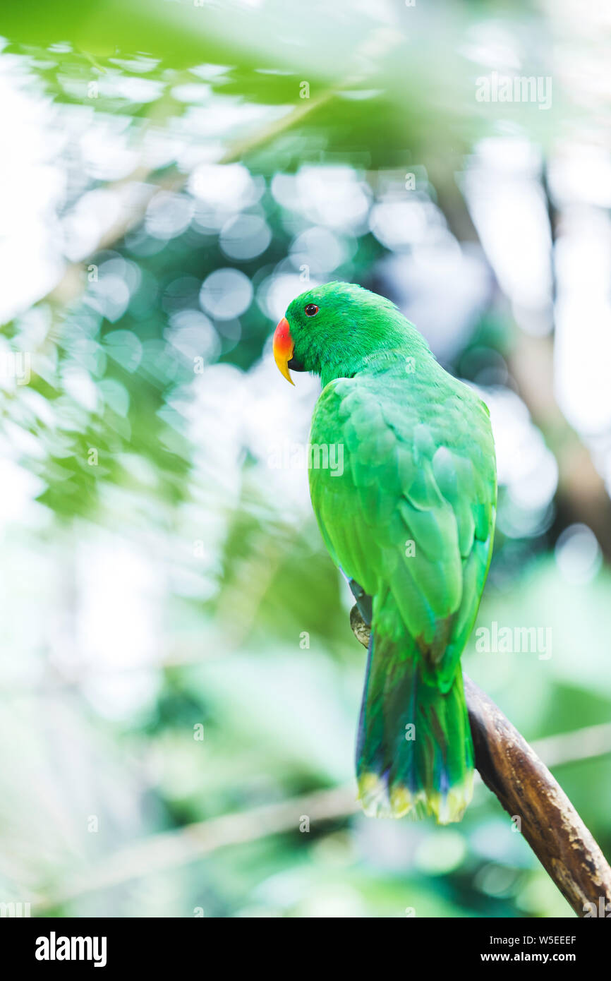 L'Île Salomon femelle Eclectus roratus Eclectus perroquet vert ( solomonensis) cose up Banque D'Images