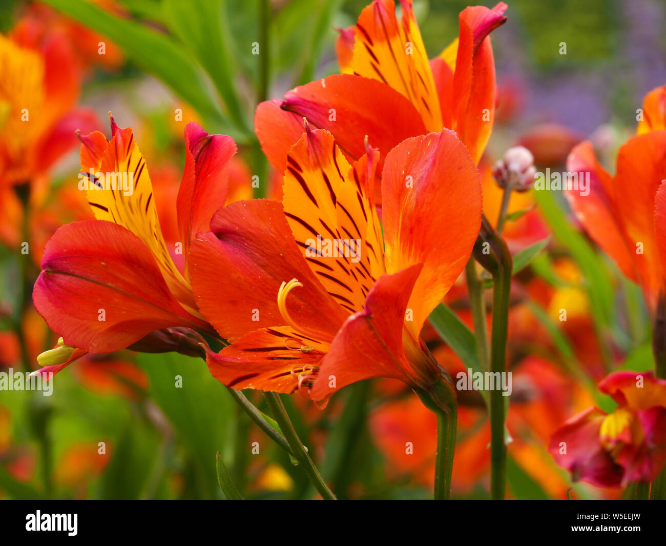 Alstroemerias sont magnifiques (Peruvian lily) fleurs, variété 'Orange' dans un jardin d'été Banque D'Images