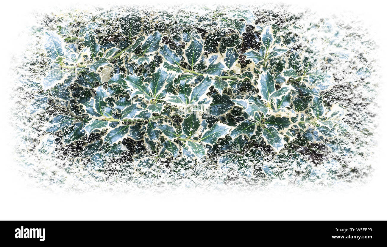 Houx de Noël arbre couvert de neige vacances d'arrière plan de la bannière horizontale. Banque D'Images