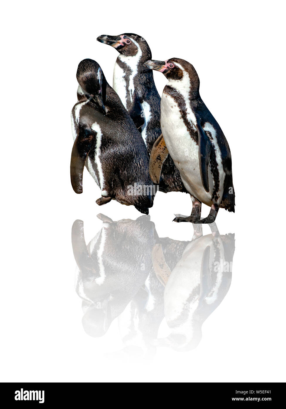 Groupe de trois pingouins de Humboldt, Spheniscus humboldti,isolé sur le fond blanc avec reflète là. Le pingouin est un pingouin d'Amérique du Sud Banque D'Images