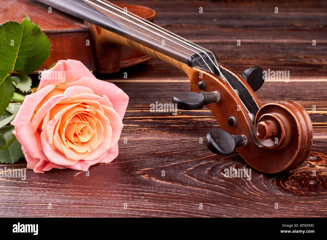 Rose rose et vieux violon brun. Banque D'Images